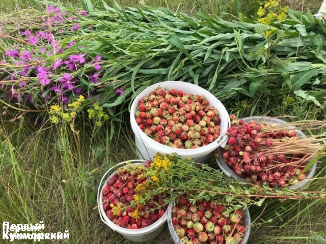 Фото Любят ли кукморяне собирать ягоды? Кукмор