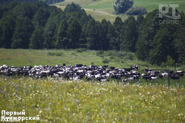 Фото В Сабинском районе Татарстана живут самые удоистые коровы Кукмор
