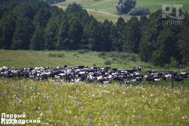 Фото В Сабинском районе Татарстана живут самые удоистые коровы Кукмор