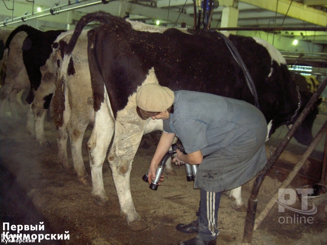Фото Молока в достатке – и семья в порядке Кукмор