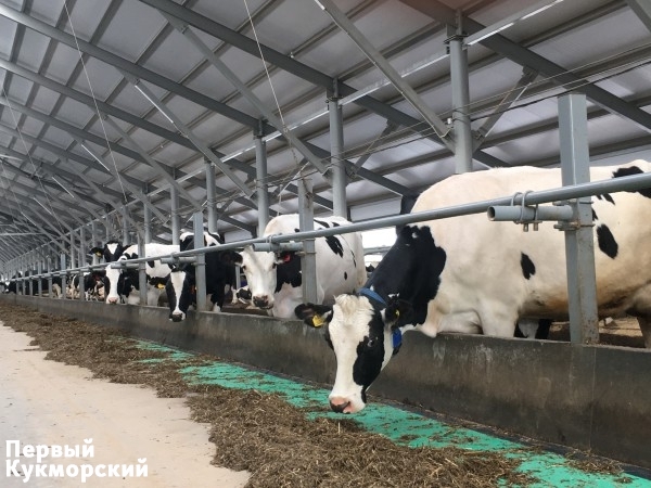 Фото Производство молока в Татарстане с начала месяца выросло на 77,7 тонны Кукмор