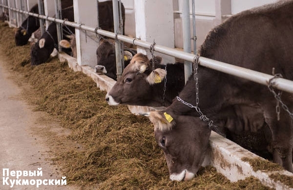 Фото В Татарстане корова-рекордсменка произвела молока на 2 млн рублей Кукмор