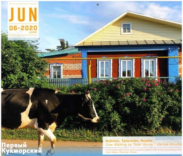 Фото В календаре, изданном в Америке, напечатана фотография коровы из Татарстана Кукмор
