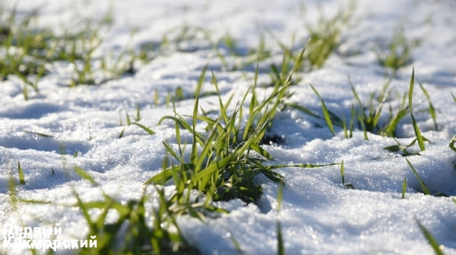 Фото Выпавший снег не нанесет вреда посевам в Татарстане Кукмор