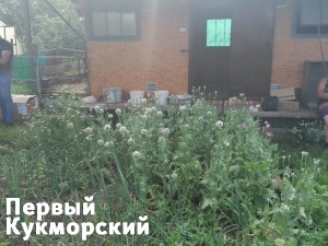 Фото На жительницу Татарстана возбудили уголовное дело за выращивание мака Кукмор